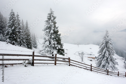 beautiful mountains in winter. Rural pezazh. Trees covered with snow. Happy New Year © Dmytro Kosmenko