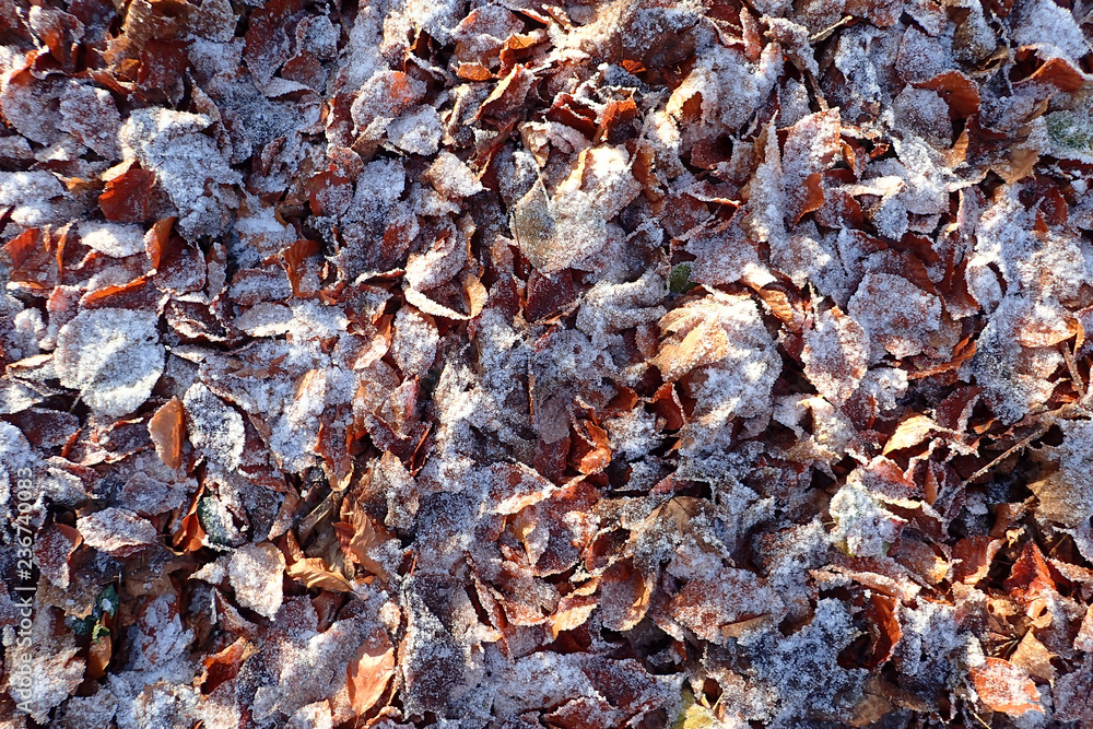 Frost on autumn leaves Frost on autumn leaves