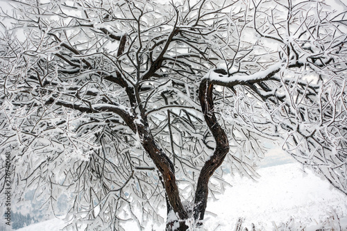 beautiful mountains in winter. Rural pezazh. Trees covered with snow. Happy New Year photo