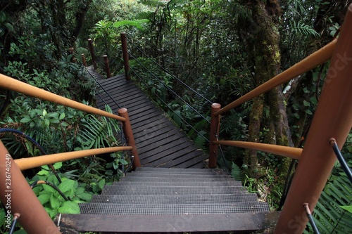 Mossy Forest Cameron Highlands Malaysia