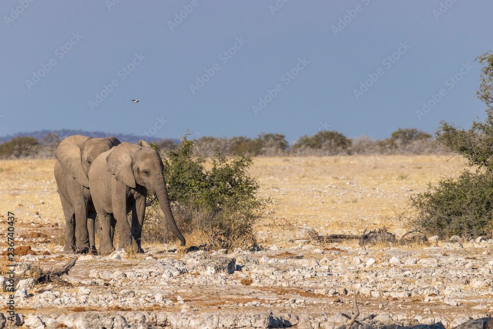 Obraz premium Two elephants ( Loxodonta Africana) walking, Etosha National Park, Namibia.