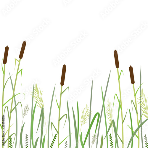 Reed and green grass background ,vector 