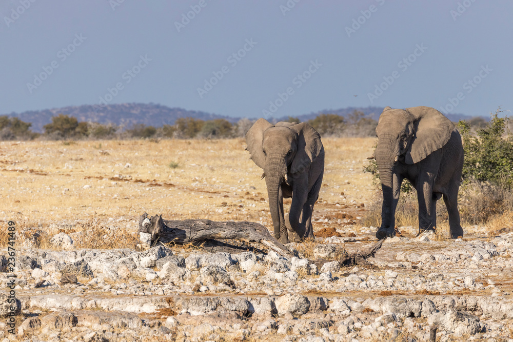 Obraz premium Two elephants ( Loxodonta Africana) walking, Etosha National Park, Namibia.