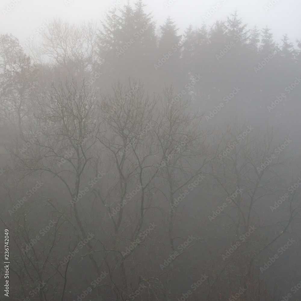 Obraz premium Trees in thick mist