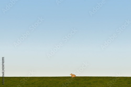 A sheep on a dike / German North Sea region, a sheep on a dike.