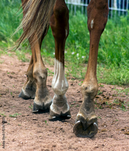 Horse Feet Racing close up.