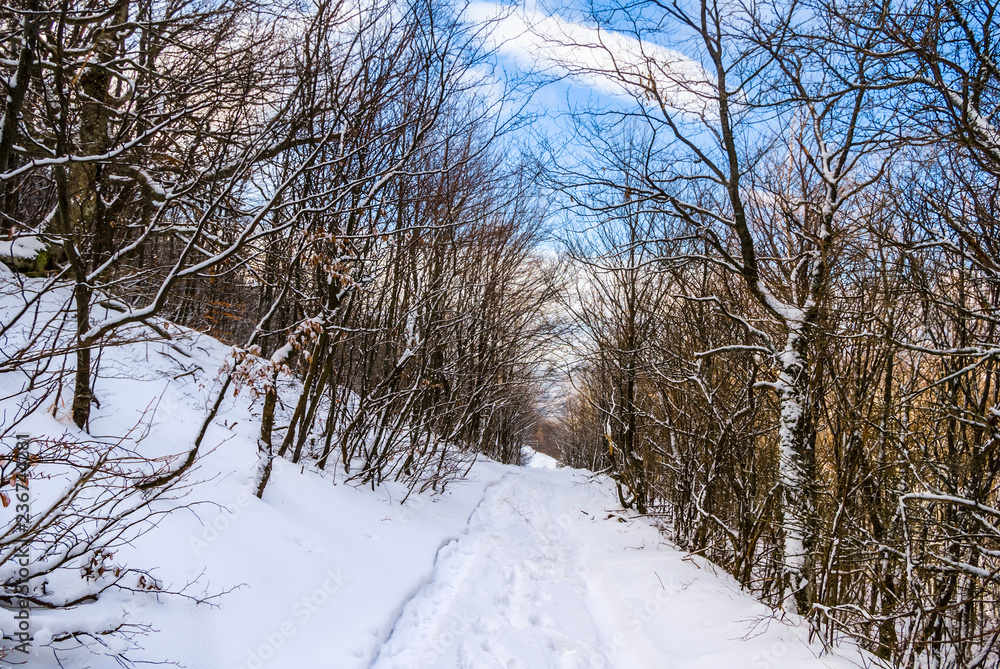 winter snowbound forest on te mount slope winter snowbound forest on te mount slope