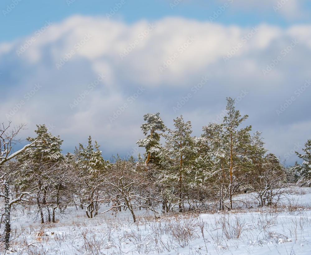 custom made wallpaper toronto digitalbeautiful pine tree forest in a snow