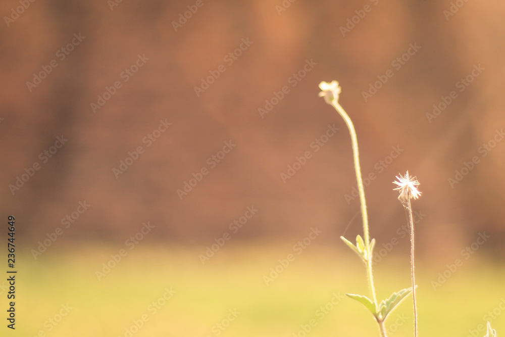 Blossom grass blur against green background with soft focus mini flowers in garden background Blossom grass blur against green background with soft focus mini flowers in garden background