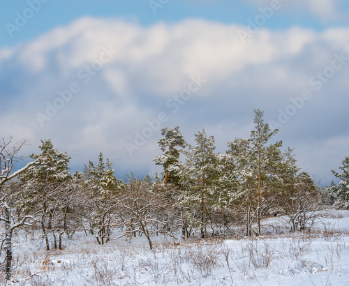 Wallpaper Mural beautiful pine tree forest in a snow Torontodigital.ca