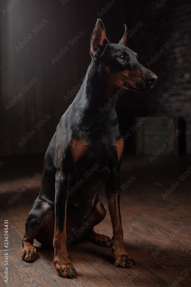 Portrait of Doberman on the dark background