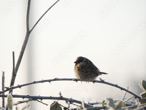 sparrow on a branch near the plan against the blue sky