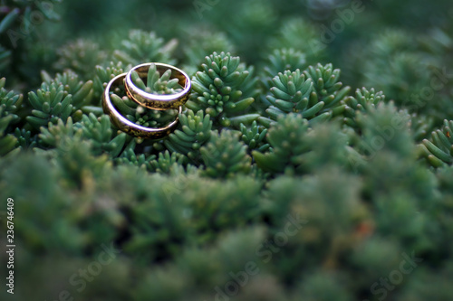  rings on a bush