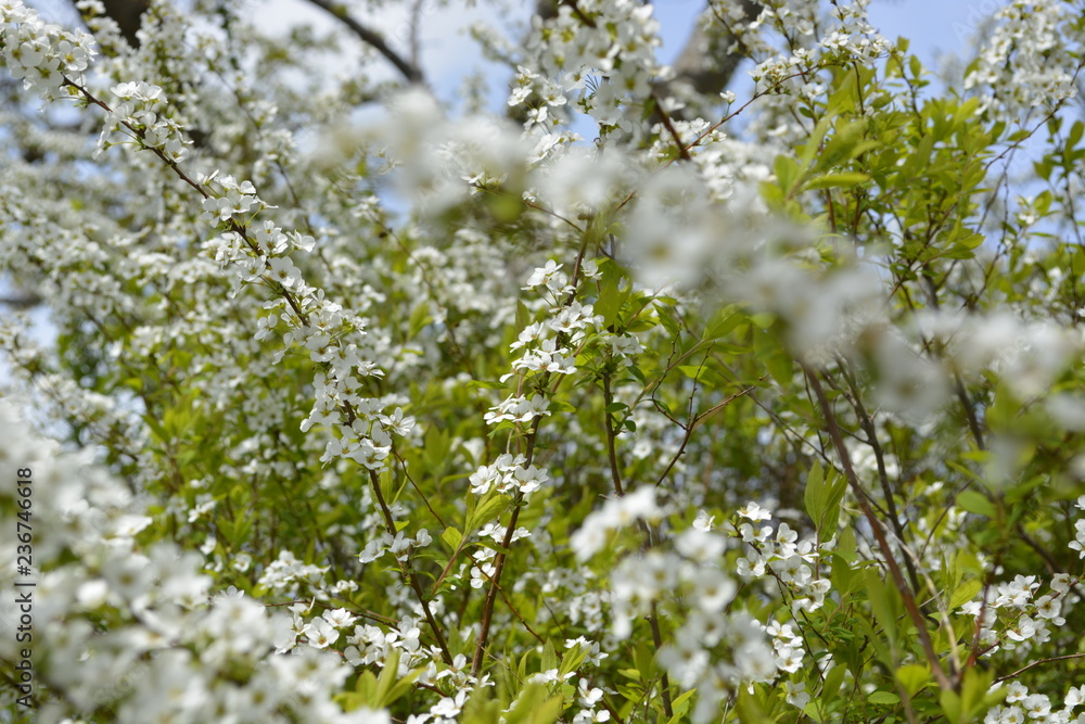 white blossom