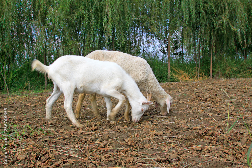 Obraz premium Small tail cold sheep in the wild