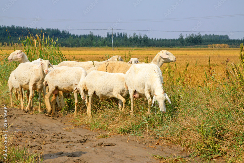 Obraz premium Small tail cold sheep in the wild