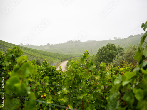 grape harvest in the morning mist  Remstal near Stuttgart Germany.  autumn season