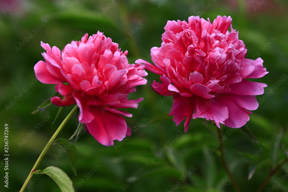 Blooming peony, very beautiful Blooming peony, very beautiful