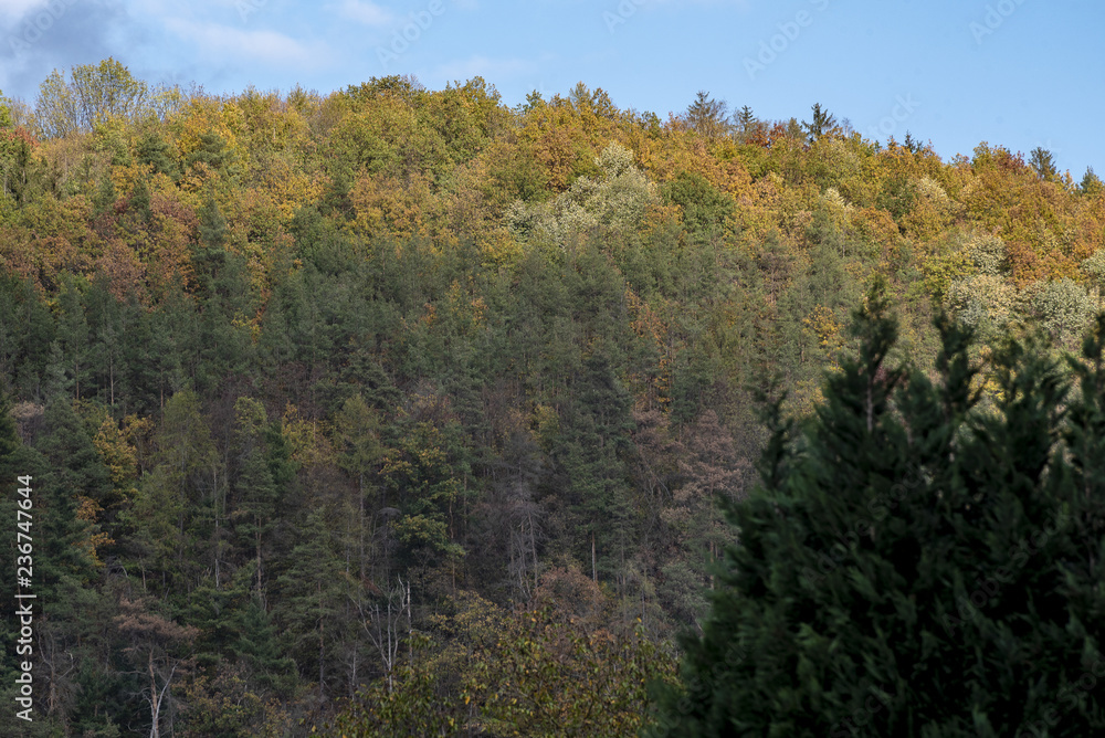 A hill with tall deciduous trees with colorful leaves under a blue sky in autumn