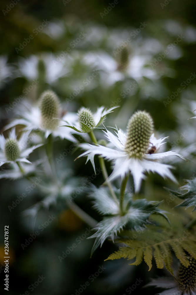 Edeldistel, Mannstreu, Eryngium agavifolium Edeldistel, Mannstreu, Eryngium agavifolium