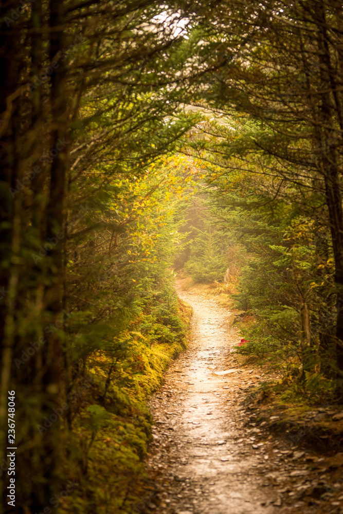 Obraz premium Into a fog