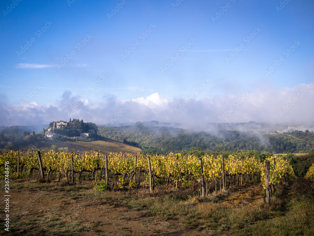 Fototapeta premium Agriculture landscape, olives and wine of Tuscany, seen from white roads in chianti