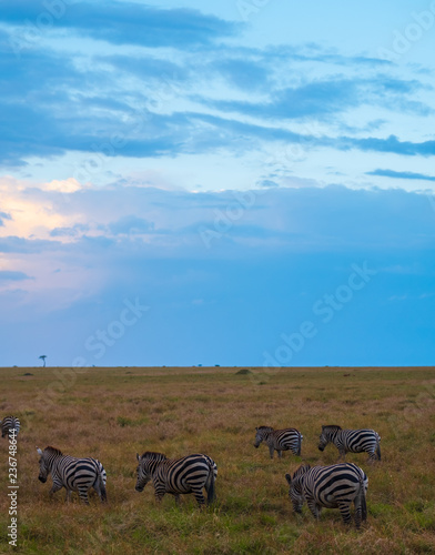 Zebra in sunset