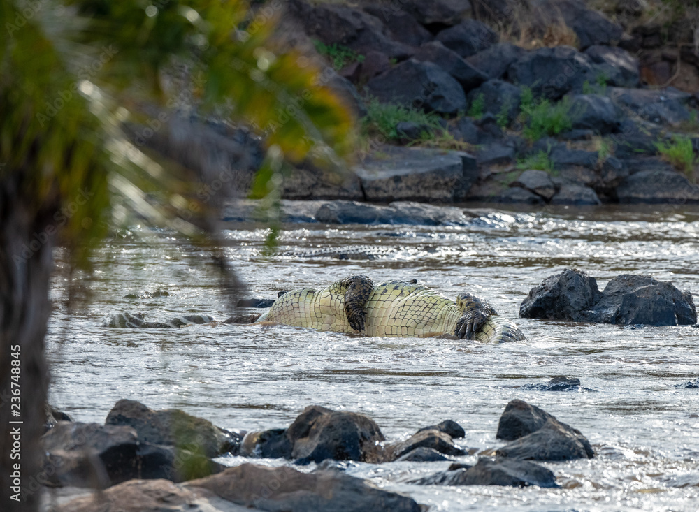 crocodile attacking in river crocodile attacking in river