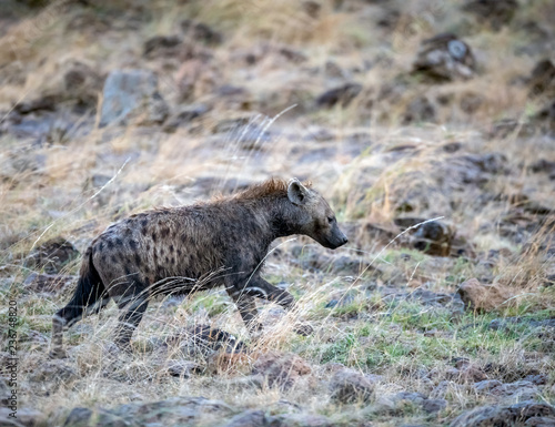 spotted Hyaena activities