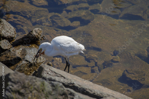 Little egret hunting in the marina photo