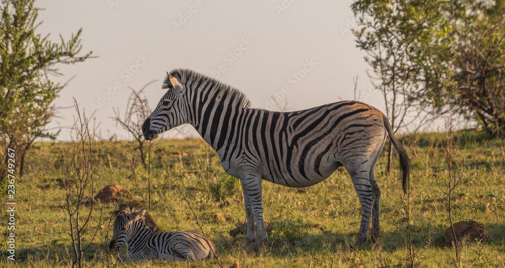 Fototapeta premium Burchell's zebra mare and foal isolated on a ridge in the African bush image with copy space in landscape format