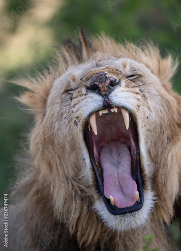 Fototapeta Naklejka Na Ścianę i Meble -  lion face in closeup