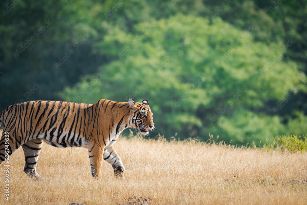 A female tiger stroll for territory marking in early morening in nature amidst after monsoon when park is fully green at ranthambore tiger reserve, India A female tiger stroll for territory marking in early morening in nature amidst after monsoon when park is fully green at ranthambore tiger reserve, India