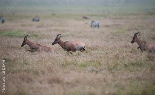 running Topy on savanna photo
