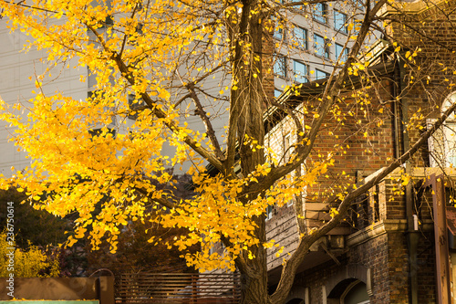 Golden Autumn tree outside an old house in Seoul