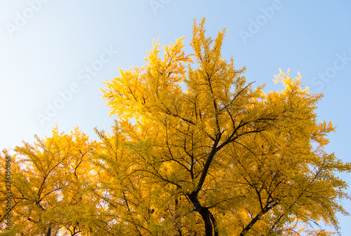 Golden autumn foliage in Seoul, Korea