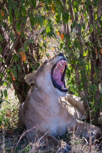 Fototapeta Naklejka Na Ścianę i Meble -  lion opening mouth