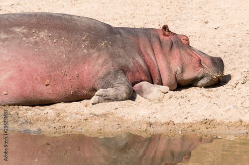 Hippopotamus reddish lying on the shore near the lake.
