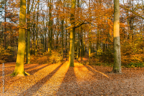 Forest in National Park de Hoge Veluwe in the Netherlands in beautiful golden autumn colours and sunbeams just before sunset during golden hour