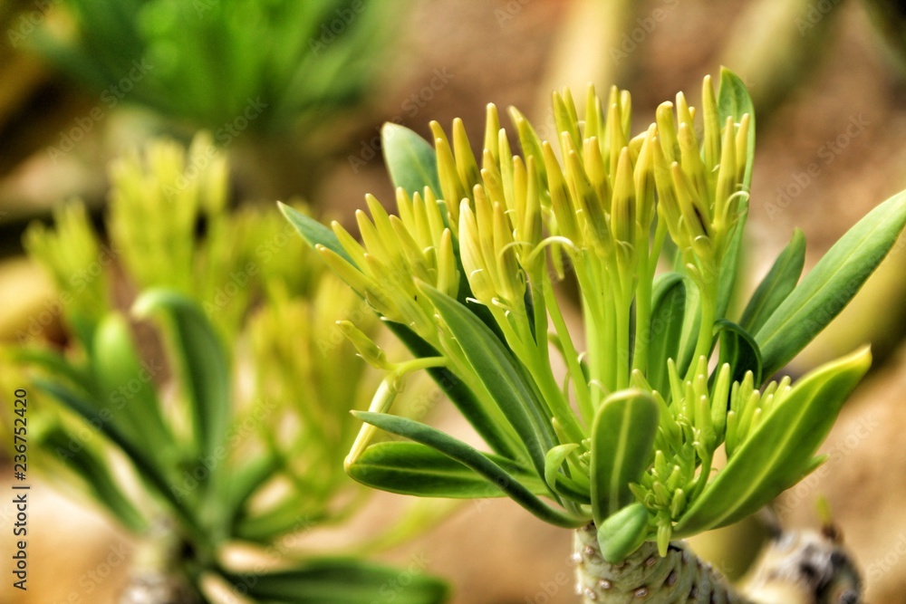 Beautiful Senecio Anteuphorbium flowers in the garden Beautiful Senecio Anteuphorbium flowers in the garden