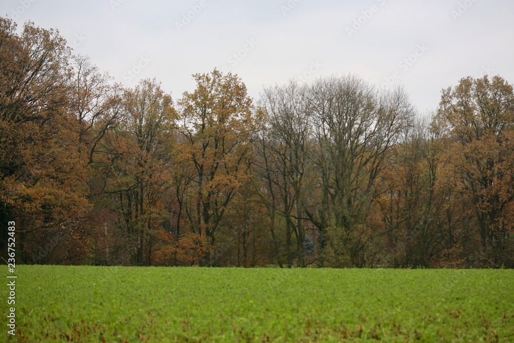 herbstwiese mit herbstbäumen