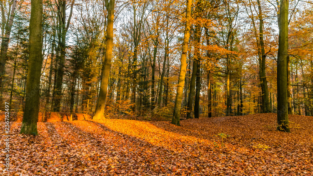 Forest in National Park de Hoge Veluwe in the Netherlands in beautiful golden autumn colours and sunbeams just before sunset during golden hour