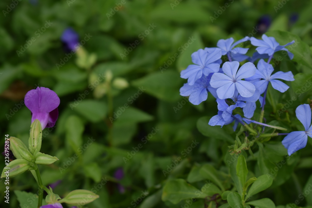 soft blue flowers group with a vilolet flower among green bush