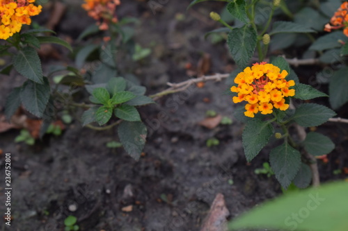 focus on pretty little blooming orange flowers group among green leaves on soil.