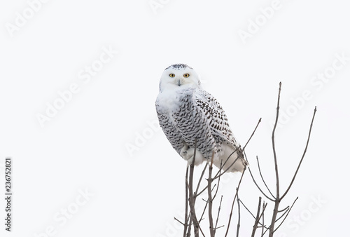 Snowy owl (Bubo scandiacus) perched high up in a tree hunting over a snowy field in Ottawa, Canada