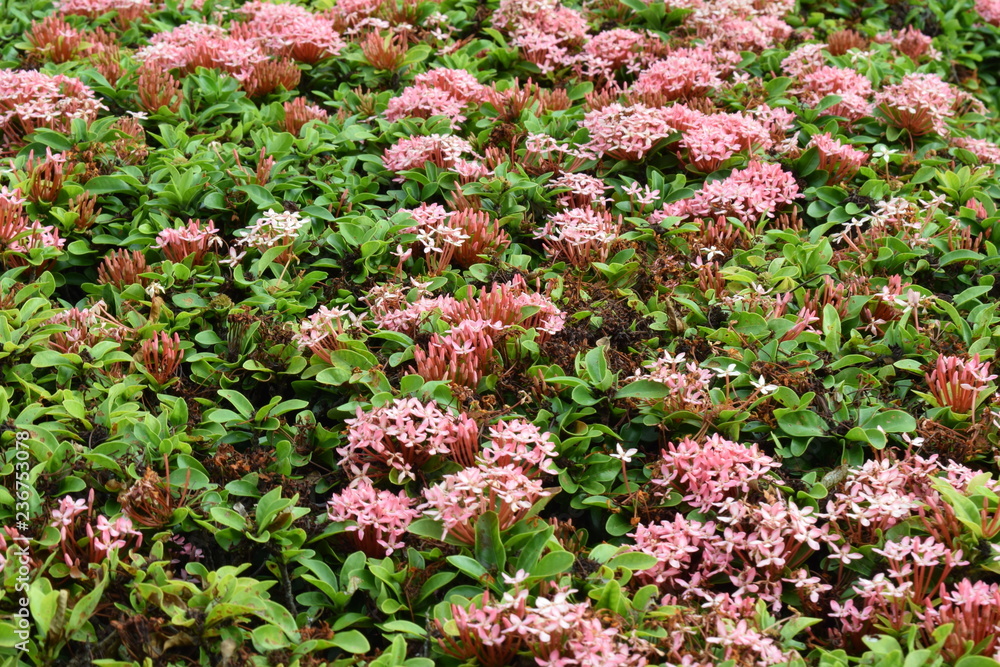 Obraz premium farm of bright blooming pink ixora flowers with their spike ixora buds.