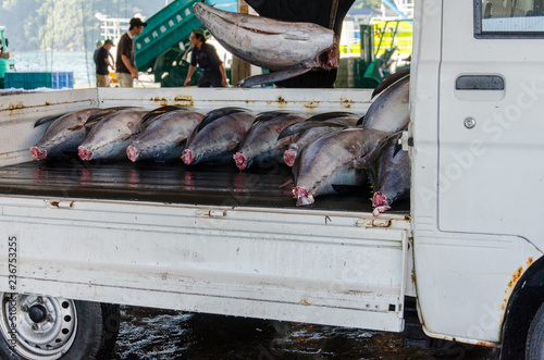 Tuna fish on lorry being transported from japanese fish market