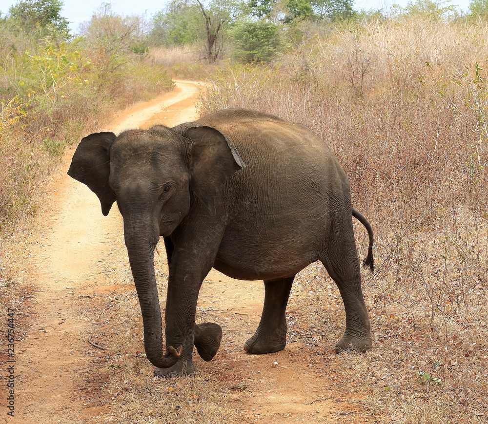 Fototapeta premium Young Elephant walking across path alone in Udawalawe National Park, Sri Lanka ( Maximus Maximus )