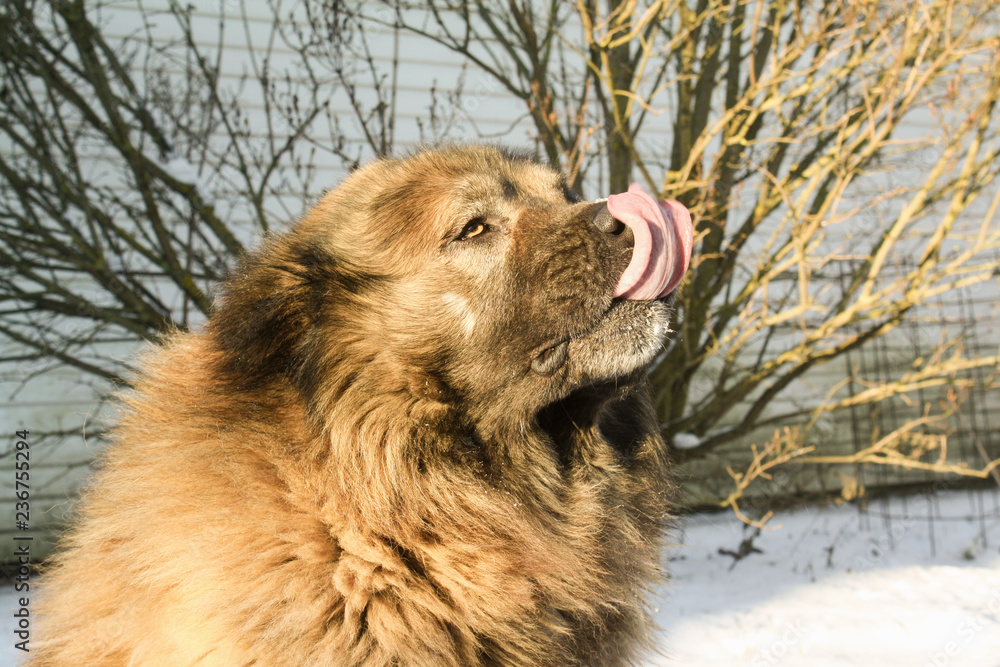 caucasian shepherd dog