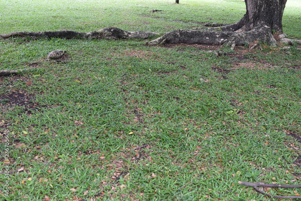 The long big root tree was laid on the surface of green grass The long big root tree was laid on the surface of green grass